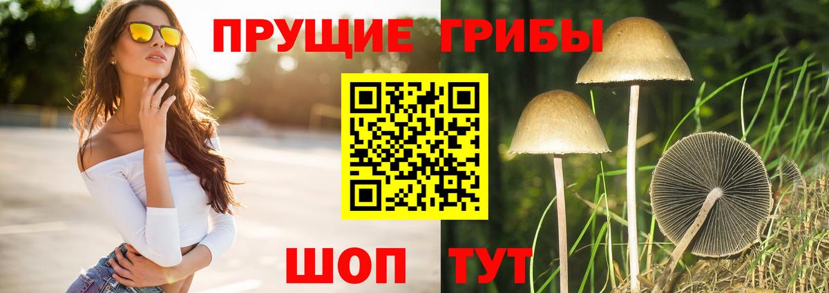 Псилоцибиновые грибы Psilocybe  Вход с VPN  Карасук 